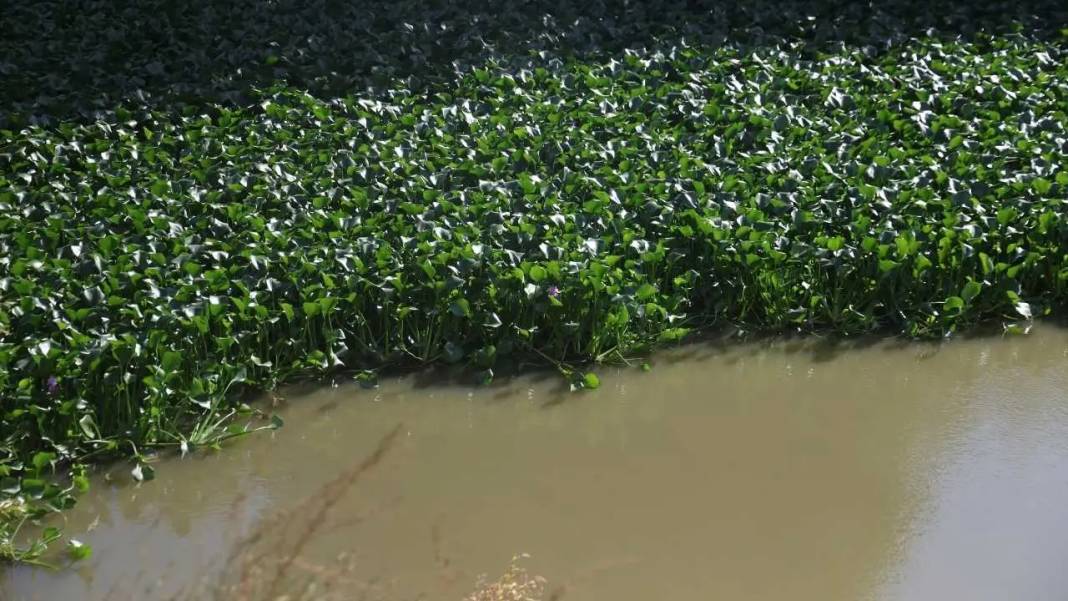 Hatay’da Görsel Şölen Mest Etti: Asi Nehri Sümbül Cenneti Oldu! 5